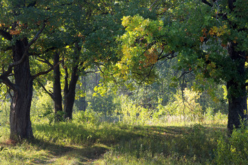 Obraz premium Sunny morning in an oak grove