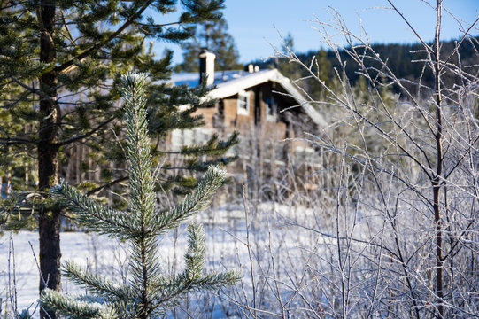 Granen framf&ouml;r stugan