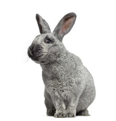 Argente rabbit isolated on white