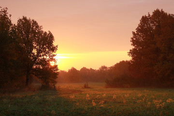 Fototapeta na wymiar sunset in the oak grove