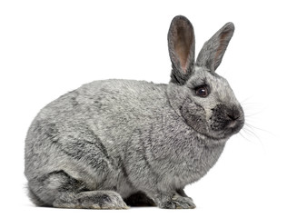 Side view of a cute Argente rabbit isolated on white