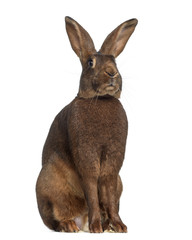 Belgian Hare isolated on white