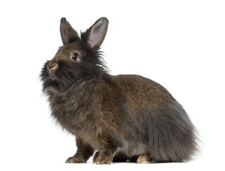 Obraz premium Side view of Mini Lop Rabbit isolated on white