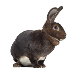 Side view of Rex Rabbit isolated on white