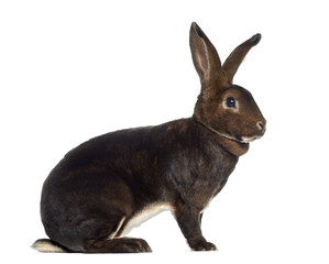 Side view of Rex Rabbit isolated on white