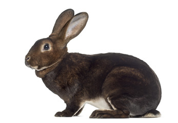 Naklejka premium Side view of Rex Rabbit isolated on white