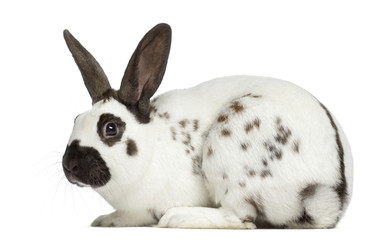 Side view of Checkered rabbit isolated on white