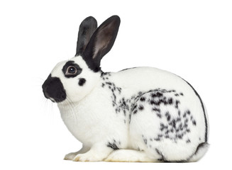 Side view of Checkered rabbit isolated on white