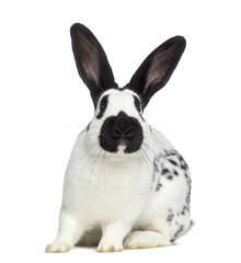 Front view of Checkered rabbit isolated on white