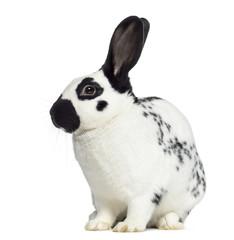 Fototapeta premium Side view of Checkered rabbit isolated on white