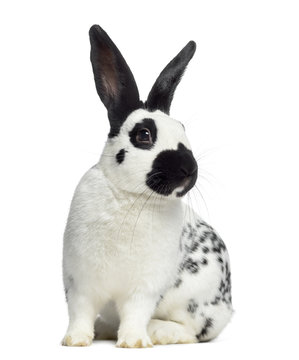 Front view of Checkered rabbit isolated on white