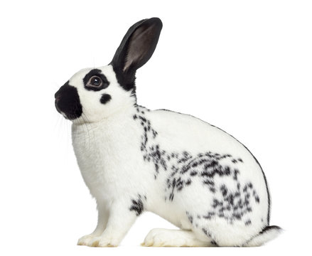 Side view of Checkered rabbit isolated on white
