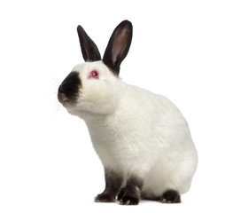 Russian rabbit, looking up isolated on white