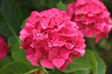 Fleurs d'hortensia rose