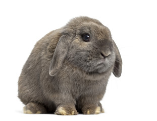 Side view of Holland Lop rabbit isolated on white