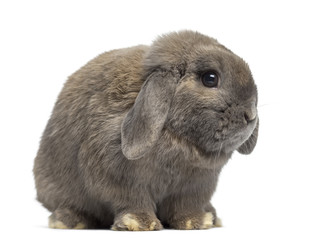 Fototapeta premium Side view of a Holland Lop rabbit isolated on white