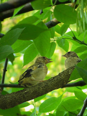 Where is my mom? European goldfinch (Carduelis carduelis) fledglings calling loudly for their parents