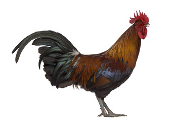 Side view of Ardennaise rooster isolated on white