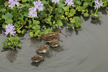 ホテイアオイとタマシギ親子