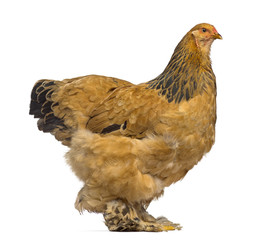 Side view of Brahma chicken isolated on white