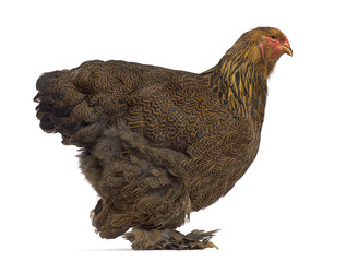 Side view of Brahma chicken isolated on white