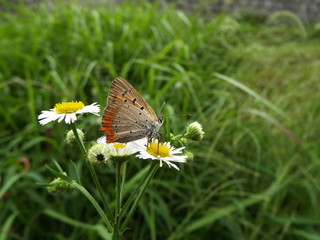 吸蜜中のベニシジミ