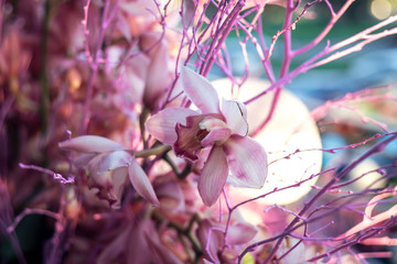 Pink orchid flowers arrangement