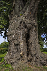 Mighty old tree