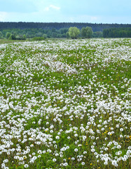 Fototapeta premium meadow of dandelions