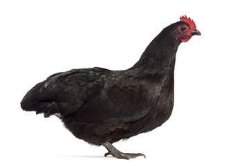 Side view of an Australorp chicken isolated on white