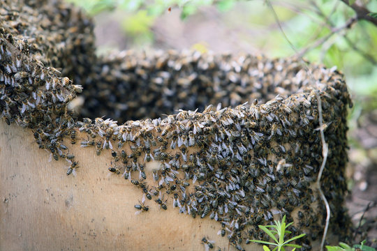 a swarm of bees