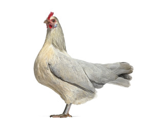 Side view of a Belgian hen isolated on white