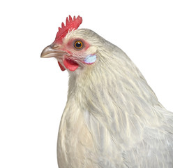 close-up of a Belgian hen isolated on white