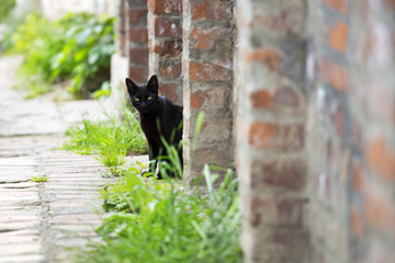 Black cat sitting next to a brick wall