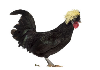 Fototapeta premium Side view of a Polish rooster defecating on white background