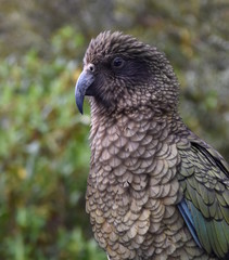 Kea parrot portrait (Nestor notabilis). It's the world's only alpine parrot live in forested and alpine regions of the South Island of New Zealand.