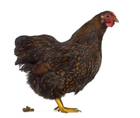 Side view of a Wyandotte chicken Defecating isolated on white
