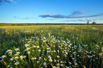 daisies on a meadow