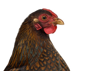 Close-up of a Wyandotte chicken isolated on white