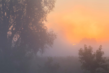 Fototapeta na wymiar thick fog in the grove