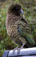 Kea parrot portrait (Nestor notabilis). It's the world's only alpine parrot live in forested and alpine regions of the South Island of New Zealand.