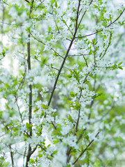 Flowers of the cherry blossoms on a spring day