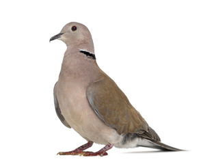 Side view of an African collared dove isolated on white