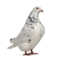 Side view of a Texan pigeon isolated on white