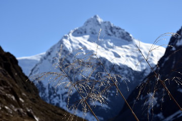 Dry reed cane grass in the foreground, high snowy mountains in the background