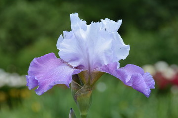 Blooming iris flower in the garden in summer