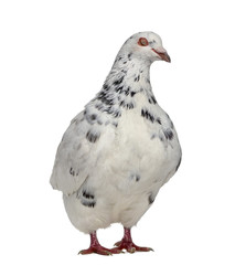 Side view of a Texan pigeon isolated on white