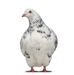 Front view of a Texan pigeon questioning isolated on white