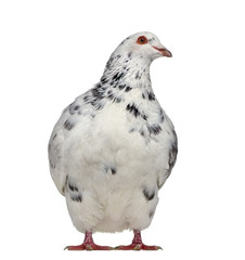 Front view of a Texan pigeon questioning isolated on white