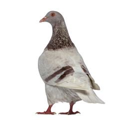 Rear view of a Texan pigeon isolated on white